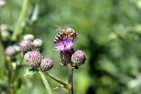 thistle, flowers, bee, insect, wild flower