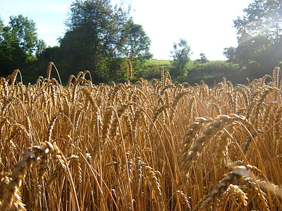 trigo, natureza, campo, Verão, agricultura, campo de trigo