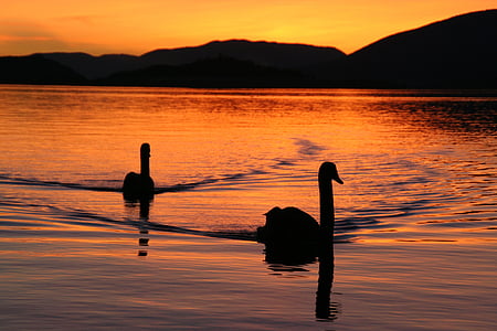 lake biel, swans, evening, mood, abendstimmung, lake, mirroring