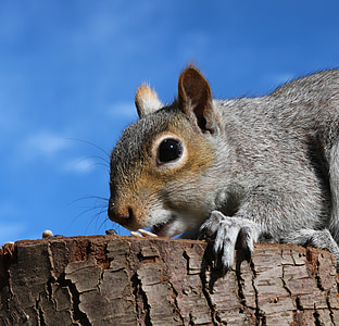 mókus, szürke mókusok, am, etetés, állat, szürke, szürke, fa