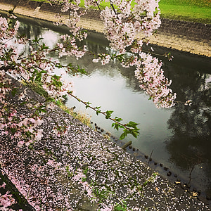 rozā, cherryblossom, Sakura, puķe, Kumamoto, pils, Pavasaris