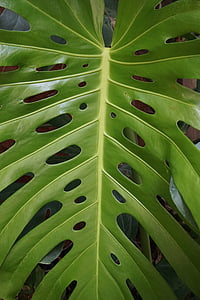leaf, green, p, plant, green leaf, leaves