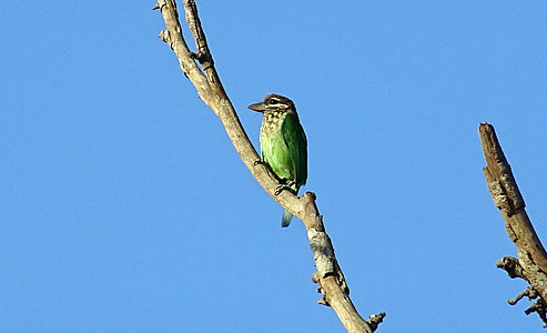 madár, Barbet, Fehérarcú bajszika, kis zöld bajszika, (Psilopogon viridis), nyugati Ghatok, frugivorous