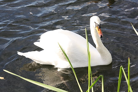 swan, animal, water, waters, water bird, lake, nature