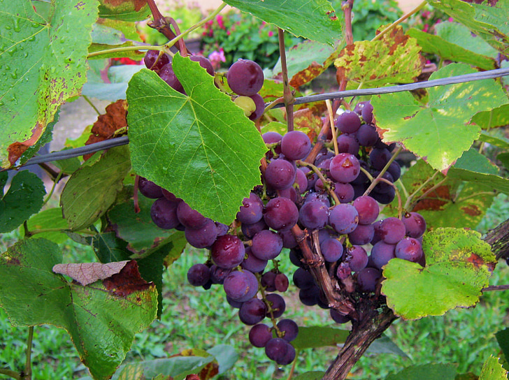 vynuogės, mėlyna, derlius, rudenį, apdaila