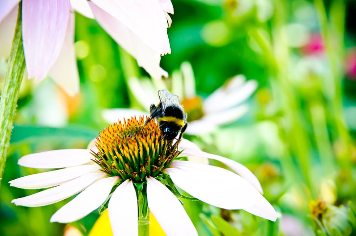 abelha, pólen de abelha collectiong, zangão, flor, verde, inseto, insetos