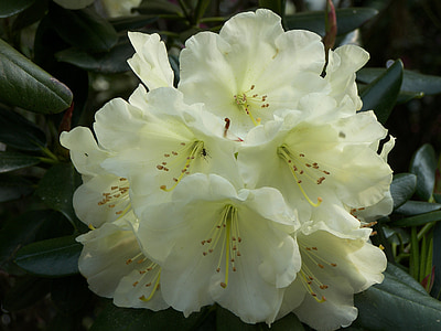 rhododendron jaune, printemps, fleur, été, 