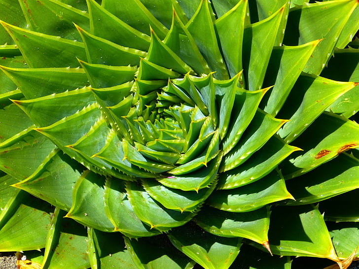Aloe, saftiga, Aloe polyphylla, spiralaloe, lämnar, spiral, Anläggningen
