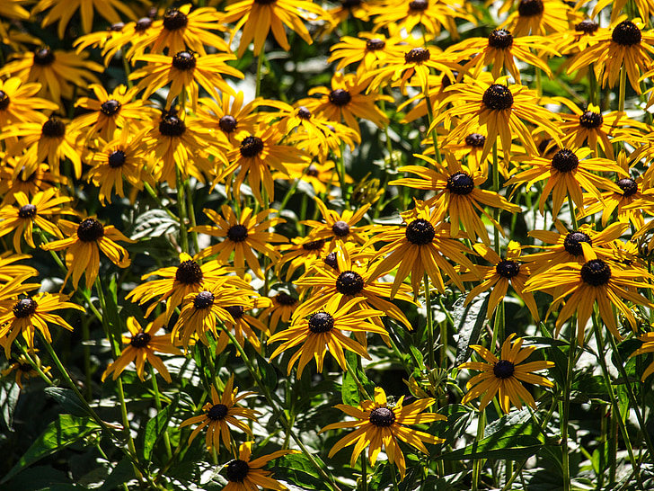 plant, flowers, yellow, nature, blossom, bloom
