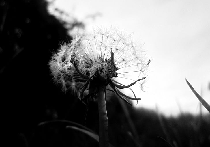 dandelion, black and white, plant, seed, flower, softness