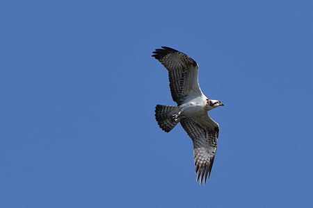 Osprey, vták, Biesbosch