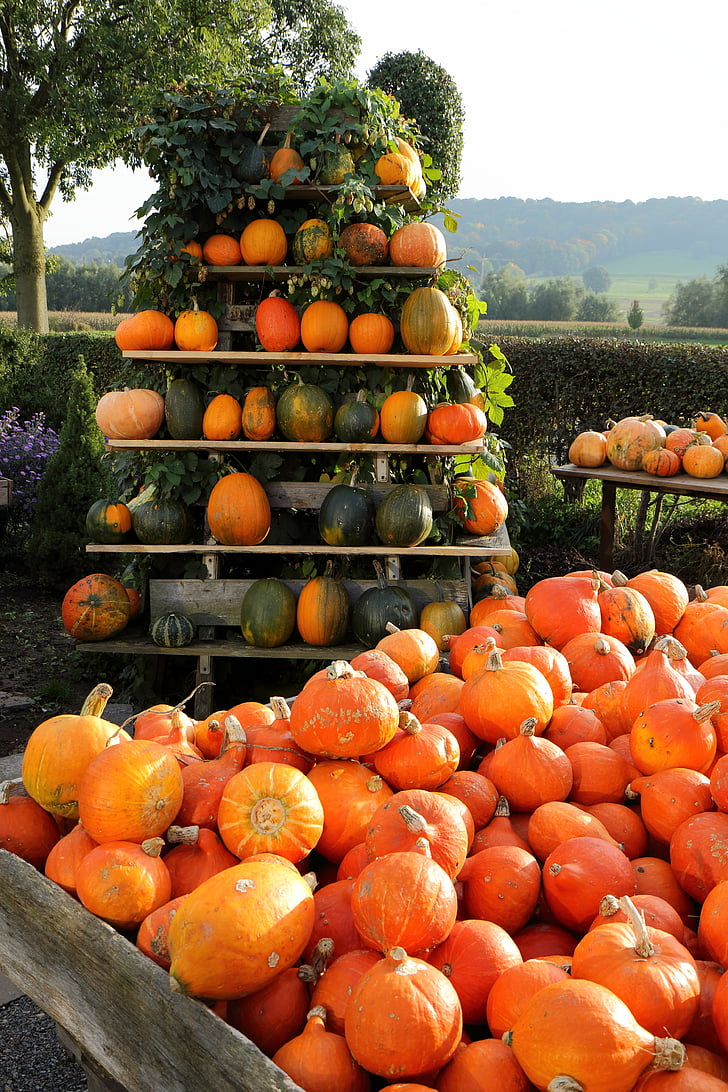 pumpkin, autumn, sale, gourd, pyramid, autumn decoration, decorative