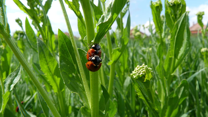 ladybug, beetle, grass