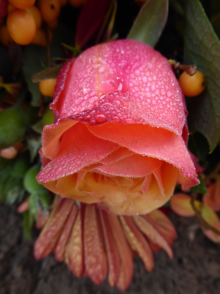 pink rose, dew, macro, drops