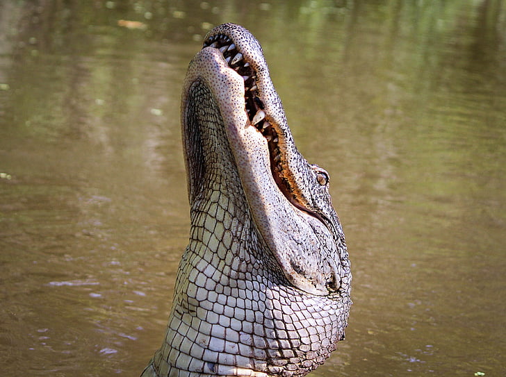 crocodile, body, lake, American Alligator, Gator, Amphibian, one animal