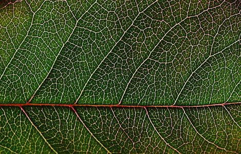 Close-up, hijau, daun, makro, pola, tekstur, pembuluh darah