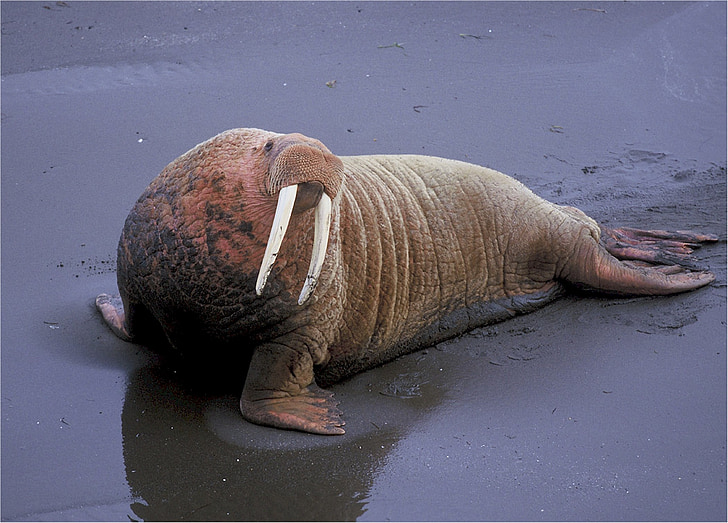 walrus, odobenidae, odobenus, tusks, large, blubber, flippers