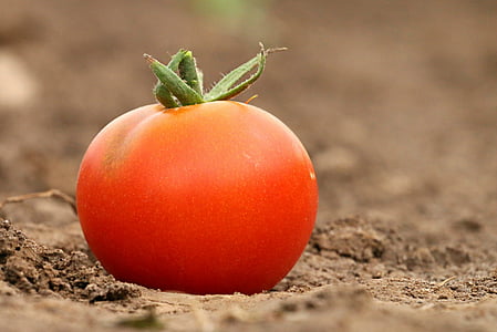 tomate, rouge, régime alimentaire, poids, perte de chair, santé, Pourquoi