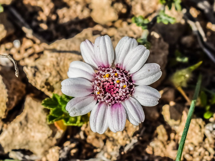 Anthemis tricolor, Wildflower, Daisy, naturen, våren, blomma, Blossom