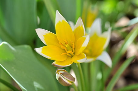 small star tulip, flower, spring flower, plant, blossom, bloom, yellow-white