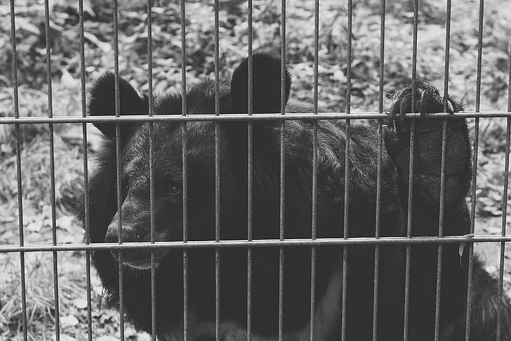 orso, nero, cattività, triste, bianco e nero, animali, natura
