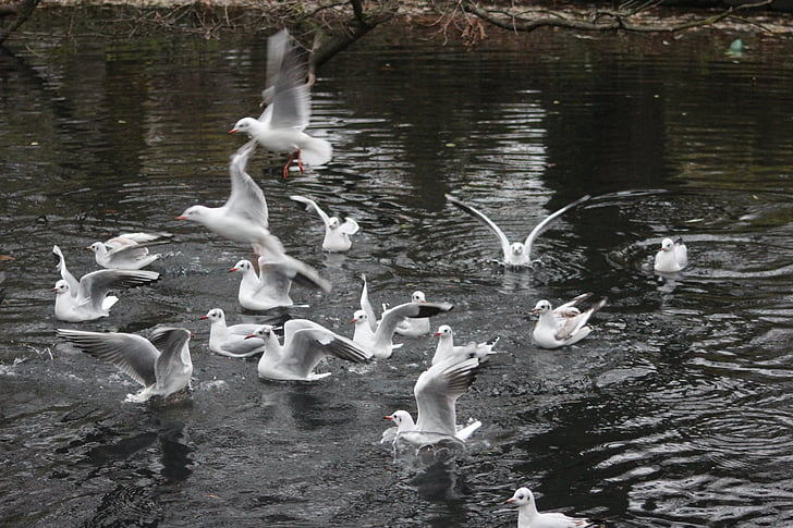 білий, качки, озеро, взимку