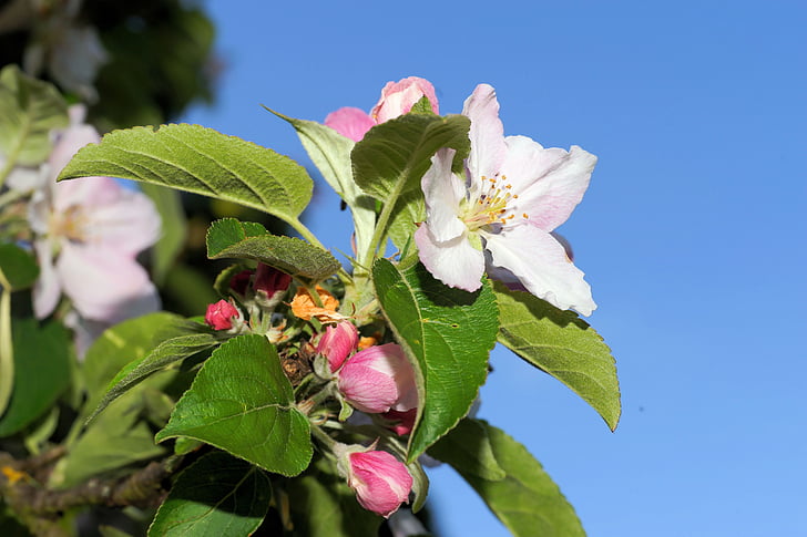almafa, virágok, Virágszálnak Apple, Apple tree virágok, természet, fehér, rózsaszín