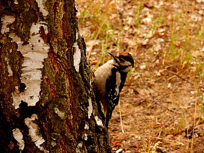 great spotted woodpecker, woodpecker, bird, birch, nature, animal, wildlife