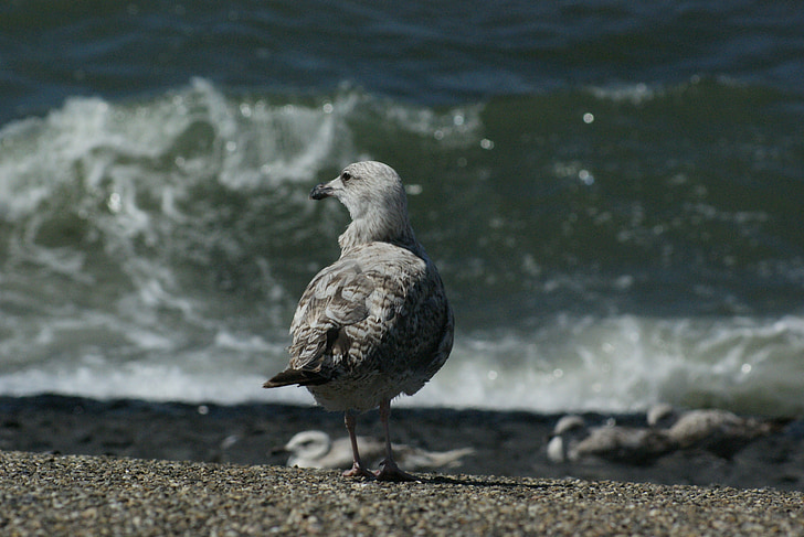 seagull, bird, sea, shore bird, aves, avian, fauna