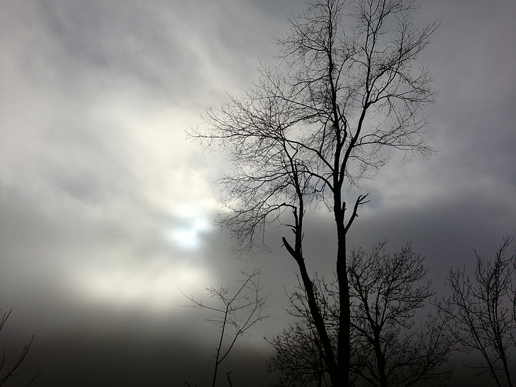 trees, woods, cloudy, days, clouds, darkness, silhouettes
