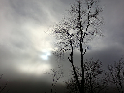 木, 森の中, 曇り, 日, 雲, 暗闇の中, シルエット