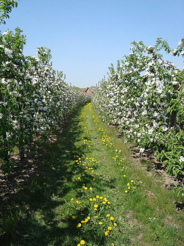 Apple blossom, wiosna, Jabłoń, łąka