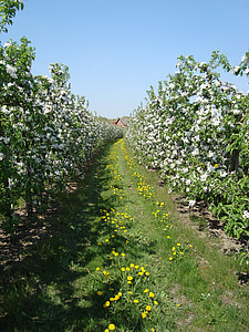 flor de maçã, Primavera, árvore de maçã, Prado