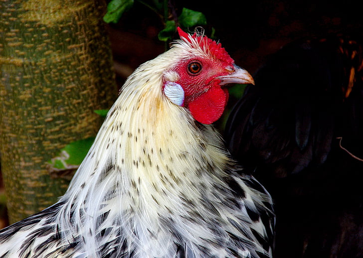 hen, cock, chicken, fowl, bird, poultry, white