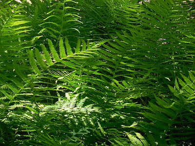 fern, plant, nature, leaves, forest, botanic, green