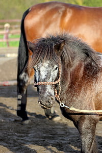 Pony, koně, koňské hlavy, kůň, zvířecí motivy, jedno zvíře, Domácí zvířata
