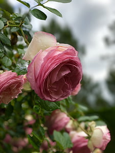 Rose, fleur, floral, Blossom, nature, printemps, jardin