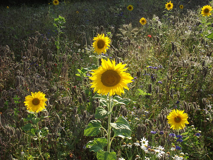 tournesol, Meadow, nature, fleurs, plante