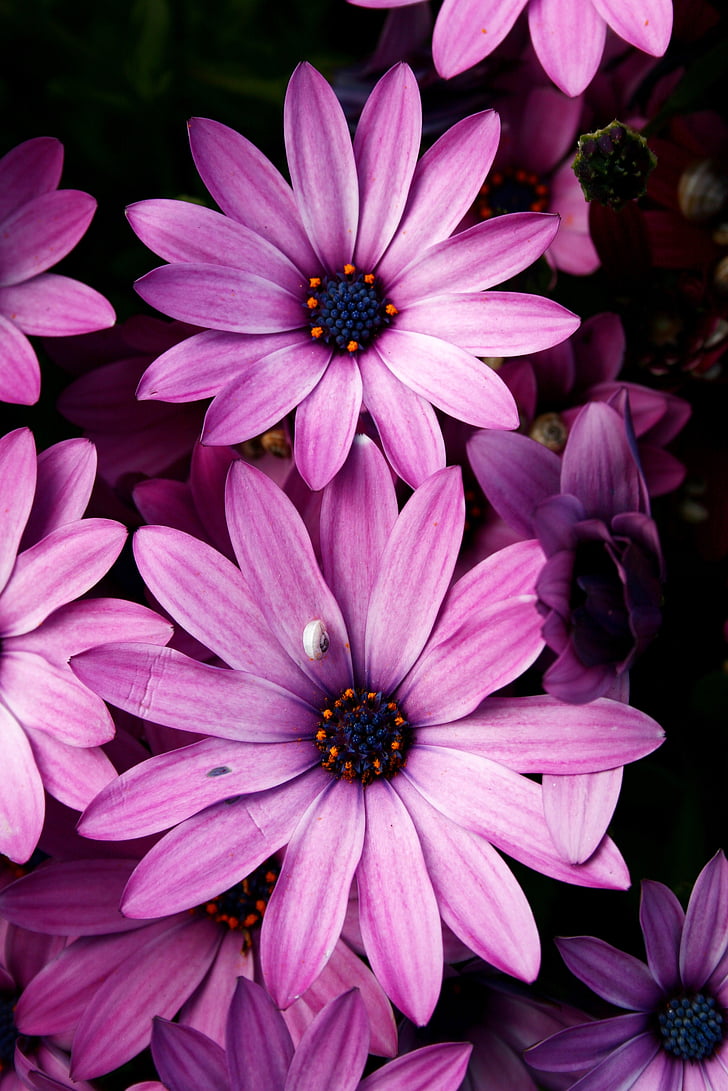 Hoa, màu tím, mùa xuân, Thiên nhiên, cánh hoa, thực vật, màu tím