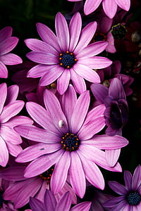 kukka, Violet, kevään, Luonto, terälehti, kasvi, violetti