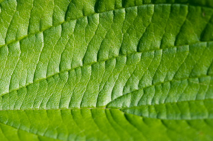 leaf, green, macro, structure, texture, nature, plant