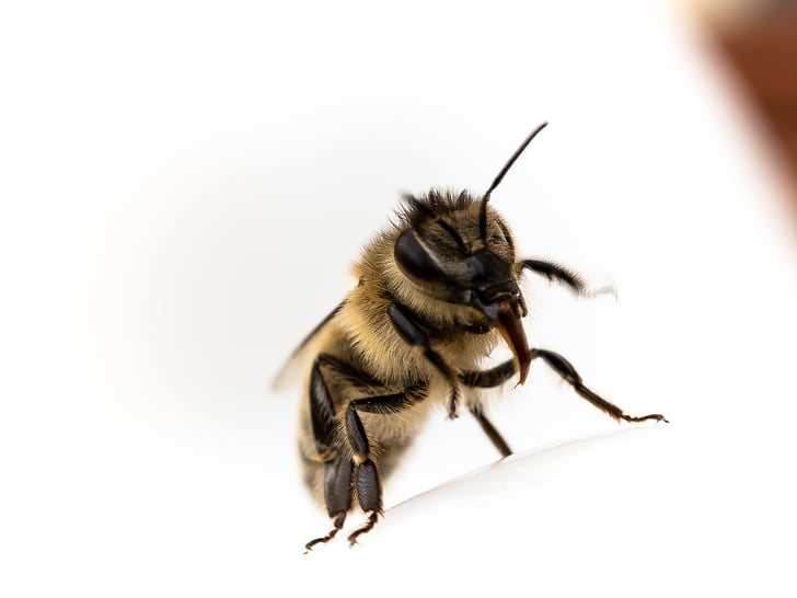 bee, tongue, close, insect, nature, close-up, macro
