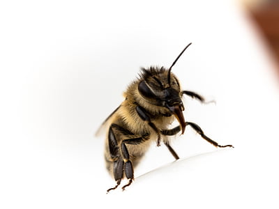 méh, nyelv, zár, rovar, természet, közeli kép:, makró