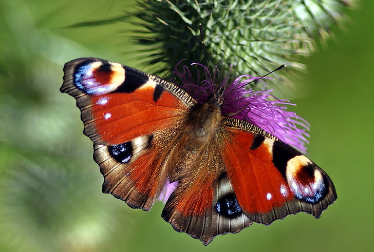 insectă, natura, Live, fluture - insecte, animale aripa, animale, frumusete din natura