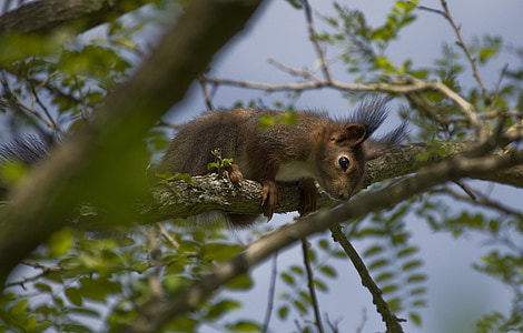 veverička, overiteľných mačiatko, jar, hniezdo lupičov