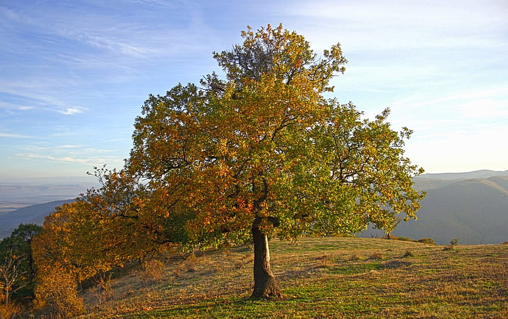 δέντρο, Οκτώβριος, πτώση, το φθινόπωρο, λόφου, ουρανός, σύννεφα