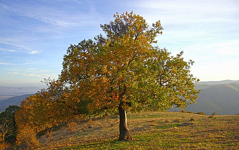 drzewo, Październik, upadek, jesień, wzgórze, niebo, chmury