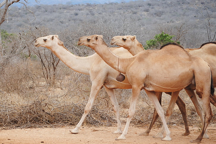 Afrika, Kenya, Camel, öken, naturen, djur, torr