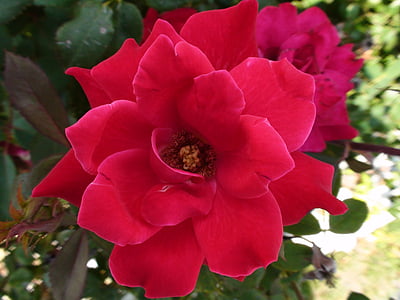 flor de missouri comum, flor-de-rosa, planta, jardim, flores cor de rosa, natureza, -de-rosa