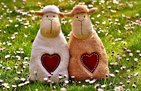 ovce, láska, srdce, deň svätého Valentína, milý, spolu, smiešny